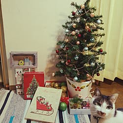 キッチン/クリスマス/ねこ/賃貸でも楽しく♪/猫と暮らす。...などのインテリア実例 - 2016-12-14 23:14:53