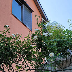 玄関/入り口/庭/庭花/毎年楽しみ♡/バラのある庭のインテリア実例 - 2022-05-09 02:51:50
