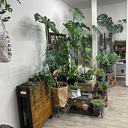 モンステラ/店舗です/観葉植物/シュガーバイン/ブルースター...などのインテリア実例 - 2021-05-15 08:40:07