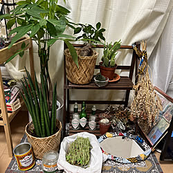 DIY/雑貨/ナチュラル/観葉植物/IKEA...などのインテリア実例 - 2022-10-07 22:54:44