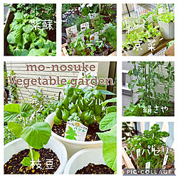 フレッシュ!!/プチ菜園/vegetable garden/節約/NO GREEN NO LIFE...などのインテリア実例 - 2021-05-11 22:20:52