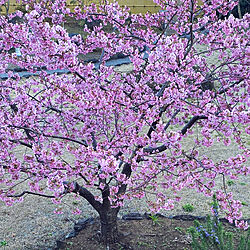 綺麗なピンク色/癒されます♡/お隣の河津桜/ベランダからの景色/玄関/入り口...などのインテリア実例 - 2021-02-15 08:52:40