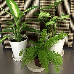 部屋全体/観葉植物のインテリア実例 - 2015-09-03 18:15:07