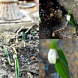 花のある暮らし/植物のある暮らし/中庭のある家/玄関/入り口のインテリア実例 - 2022-01-18 10:01:00