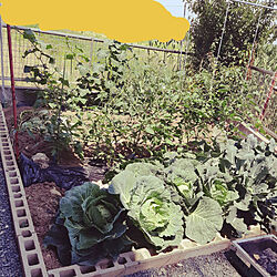 好きな時間/家庭菜園/分譲地でも野菜は作れる♪/庭/玄関/入り口のインテリア実例 - 2022-06-12 23:07:43
