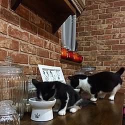 キッチン/レンガ壁紙/ねこのいる日常/Blogやってます♥️/インスタ→butachan1222...などのインテリア実例 - 2017-06-26 21:53:54