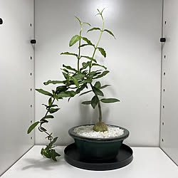 コーデックス/塊根植物/フォッケアエデュリス/火星人/観葉植物...などのインテリア実例 - 2021-08-29 18:16:18