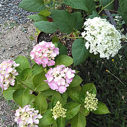 玄関/入り口/買ってよかったもの/季節を感じる暮らし/紫陽花/鉢植えの花...などのインテリア実例 - 2022-06-09 16:04:52