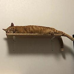 猫ベッド/DIY/リビングのインテリア実例 - 2020-10-10 19:52:04