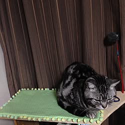 棚/ねこ/雑貨/猫/ハンドメイド...などのインテリア実例 - 2015-11-18 18:26:10