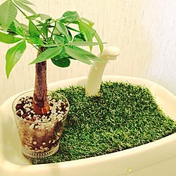 バス/トイレ/観葉植物/ダイソー/ナチュラル/ガーデニング...などのインテリア実例 - 2015-10-21 09:41:42