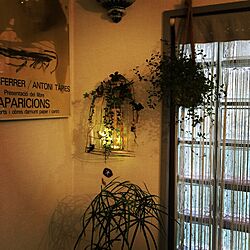 壁/天井/鳥かごアレンジ/ブロック窓/観葉植物のインテリア実例 - 2016-11-16 22:56:07