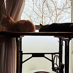 ミシン脚テーブル/猫と暮らす/猫と暮らす家/ねこのいる日常/机のインテリア実例 - 2023-03-17 12:00:42