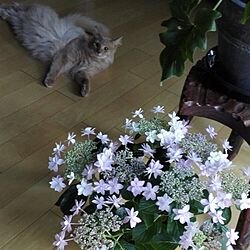 部屋全体/猫/紫陽花 ダンスパーティー/植物のある暮らしのインテリア実例 - 2016-05-16 21:19:39