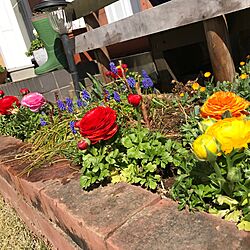 花のある暮らし/いい天気♪/DIY/ラナンキュラス/植物...などのインテリア実例 - 2017-03-16 23:07:24