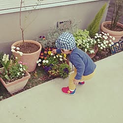 玄関/入り口/植物/多肉植物/観葉植物のインテリア実例 - 2015-02-02 10:25:48