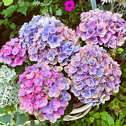 紫陽花/お花大好き♡/いいね！ありがとうございます(*^^*)/植物のある暮らし/玄関先のお花たち...などのインテリア実例 - 2021-06-23 07:37:27