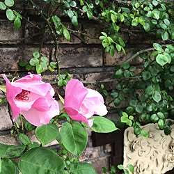 玄関/入り口/お友達の家の玄関、/ガーデ二ング/陶芸作品。/陶芸が好き...などのインテリア実例 - 2017-05-14 21:15:55