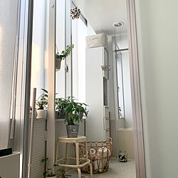 観葉植物/IKEA/バス/トイレのインテリア実例 - 2020-12-15 17:04:05