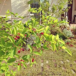 玄関/入り口/ガーデン/植物のインテリア実例 - 2014-05-24 07:27:47
