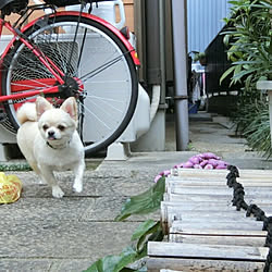 玄関/入り口/チワワ飼ってます/薔薇が大好き╰(✿´⌣`✿)╯♡/ちわわ♡/チワワ♡...などのインテリア実例 - 2019-07-26 12:46:18