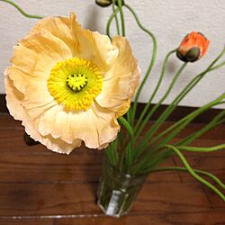 リビング/お花/植物のインテリア実例 - 2014-03-13 22:53:37