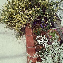 玄関/入り口/ロータスブリムストーン/ほったらかしだった花壇のインテリア実例 - 2015-04-09 12:05:43