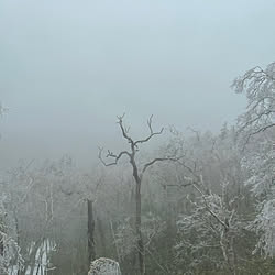 玄関/入り口/おひとり様/樹氷/クリオネ/北海道旅行中のインテリア実例 - 2024-04-20 19:06:15