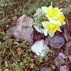 ガーデン/お花のインテリア実例 - 2013-03-21 10:18:39