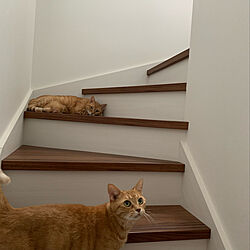 猫と階段/猫と暮らす/ねこのいる暮らし/ねこと暮らす/ねことここちよく暮らす...などのインテリア実例 - 2022-04-13 13:42:19