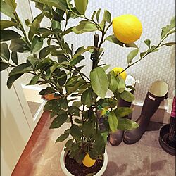 玄関/入り口/green/レモンの木/レモンのインテリア実例 - 2014-12-05 21:03:46