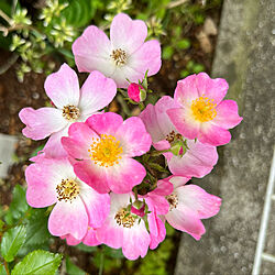 癒しのガーデニング/お花のある暮らし/バラ/植物に癒される/訪問できなくてごめんなさい(ToT)...などのインテリア実例 - 2022-05-15 00:14:01