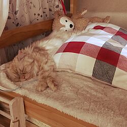 ベッド周り/うちの猫/ニトリ/二段ベットのインテリア実例 - 2017-05-20 20:46:35