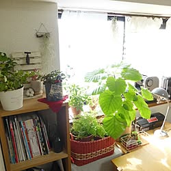 部屋全体/大移動/模様替え後/植物/ウンベラータ...などのインテリア実例 - 2014-02-17 12:47:57