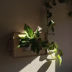 壁/天井/DIY/観葉植物/100均/雑貨のインテリア実例 - 2015-11-09 00:59:33