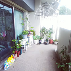 部屋全体/テラスのある家/植物のある暮らし/バラのある暮らし/いいね♪いつもありがとうございます❤️...などのインテリア実例 - 2020-07-21 16:57:55