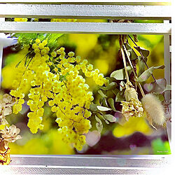 オレガノドライチラ見せ。/お花のカレンダーを可愛いく！/ミモザ❤/ミモザとユーカリのスワッグ/三月のお花のカレンダー...などのインテリア実例 - 2021-03-06 07:39:25