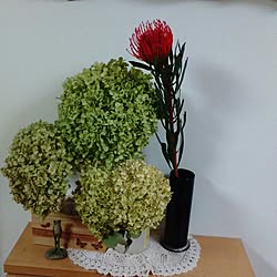 玄関/入り口/DIY/愛犬/植物のある暮らし/父親の作品...などのインテリア実例 - 2017-07-05 18:15:57