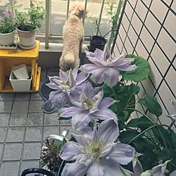 玄関/入り口/日替わり投稿企画!木曜日/植物/中古住宅/築23年...などのインテリア実例 - 2017-05-25 23:15:12