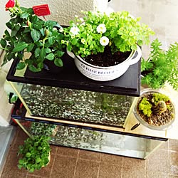 玄関/入り口/水槽/観葉植物/多肉植物/green...などのインテリア実例 - 2016-05-02 12:01:56