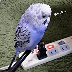 机/インコと暮らす家/いいね♪いつもありがとうございます❤️/自己満足でごめんなさい(^◇^;)/賃貸でも楽しく♪...などのインテリア実例 - 2016-12-07 19:40:47