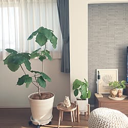 部屋全体/雑貨/観葉植物/癒し/グリーンのある暮らし...などのインテリア実例 - 2023-12-30 09:03:24