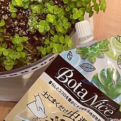 BotaNice/植物のある暮らし/多肉植物/ガーデニング/観葉植物...などのインテリア実例 - 2020-09-03 08:58:11