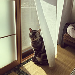 窓と猫の物語2021withYKKAP/猫との生活/昭和のお家/猫ちゃんばかりでごめんなさい/部屋全体のインテリア実例 - 2021-11-16 12:39:32