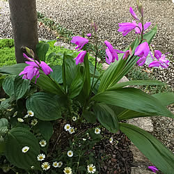 むらさきの花が好き/紫蘭の花/アンティーク/ホワイトインテリア/おうち時間...などのインテリア実例 - 2022-05-07 10:07:30