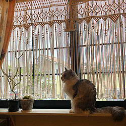 ダイニングの窓/保護猫/窓と猫/マクラメカーテン/窓辺のキャットウォークDIY...などのインテリア実例 - 2021-01-17 15:03:18