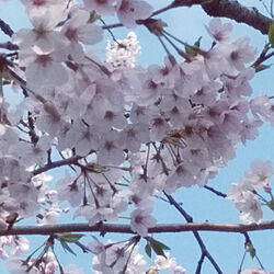 植物のある暮らし/ピンク色の花/桜/さくら/庭の花...などのインテリア実例 - 2021-04-05 10:57:10