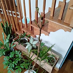 リビング/観葉植物/お花のある暮らし/モノづくり/DIY...などのインテリア実例 - 2023-05-31 09:28:48