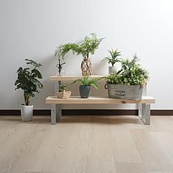 グリーン/グリーンインテリア/収納/植物のある暮らし/植物...などのインテリア実例 - 2023-10-25 15:00:18