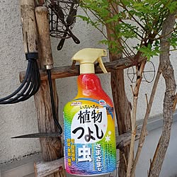 部屋全体/ガーデニング/植物のある暮らし/害虫対策/アースガーデン...などのインテリア実例 - 2023-05-31 11:24:23